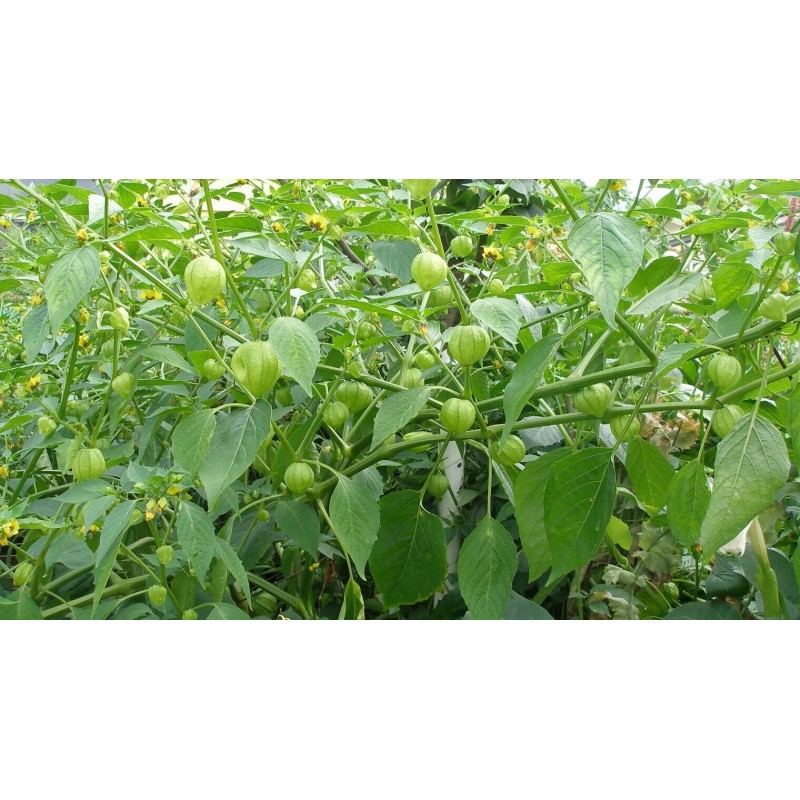 100+Tomatillo Seeds CapeGooseberry Chinese Lantern Fruit Golden Ground Berry USA