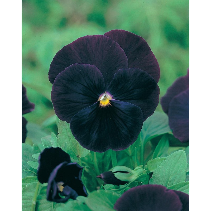 Mr. Fothergill's Pansy Blackjack Seeds