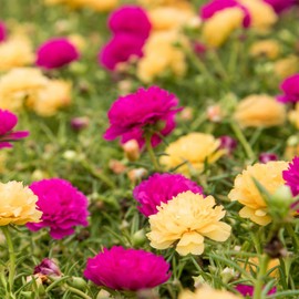5000 Sunshine Yellow Moss Rose Seeds, Double Flowered GMO Free Rose Moss Perennial Flower Seeds for Planting Outdoors Ground Cover Gifts for Gardeners