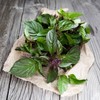 Thai Basil Seeds - USA Grown Thai Basil Seeds (Pack