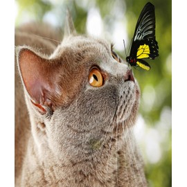 Xiyuekissu Cat Diamond Art Butterfly,Cat Diamond Art Cute Animal,Blue Kitty Diamond Art Pet,Diamond Art Kits for Adults and 12x16 Inch