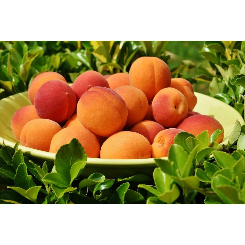 HACODE Núcleos de albaricoque orgánicos crudos amargos – 7 oz