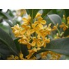 New Life Nursery & Garden (1) - Yellow Flowering Fragrant