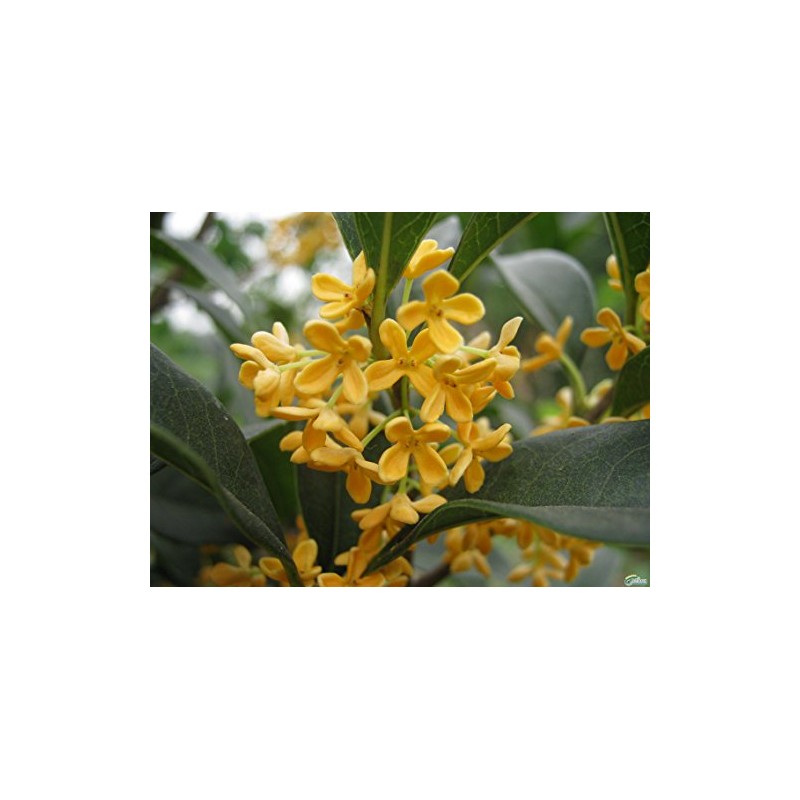 New Life Nursery & Garden (1) - Yellow Flowering Fragrant