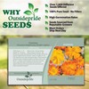 Outsidepride 1000 Seeds Annual Cosmos Sulphureus Bright Lights Yellow Cut