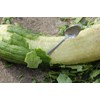 Little Seed Store 30+LUFFA SPONGE GOURD Seeds Loofah Loofa Lofa