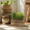 Cat Grass Kit for Indoor Cats – x4 Seed Packets