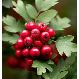MySeeds.Co Crataegus monogyna (Single Seed English Hawthorn) Shrub Seeds, Beautiful Flowers - 1 oz (~ 388 Seeds)