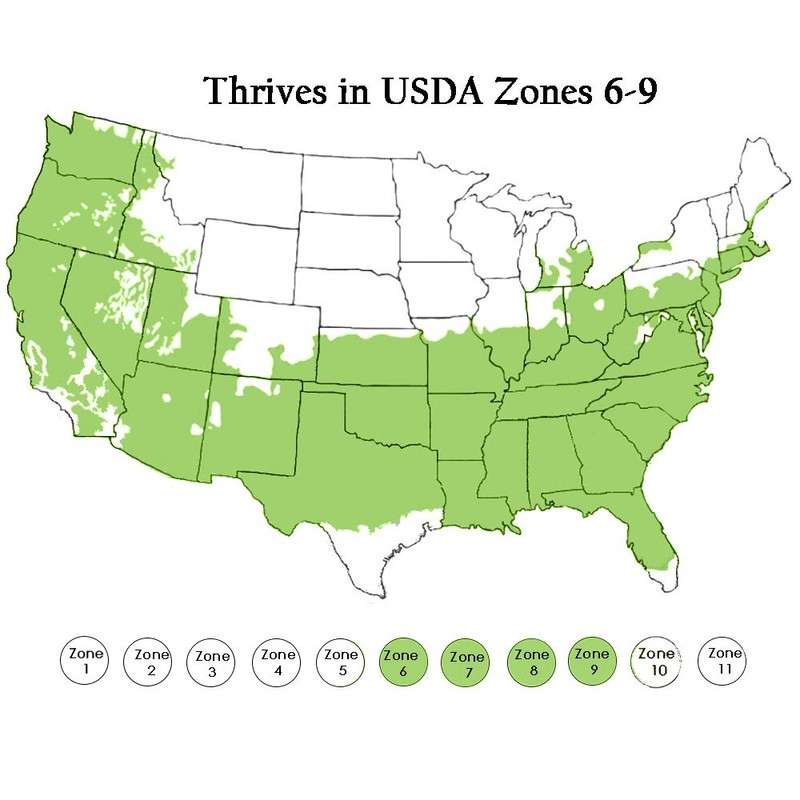 Shrub Holly, 7 Gal, Glossy Green Foliage