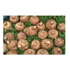 5 Live Colocasia Esculenta Elephant Ear Taro Gabi Kalo Eddo