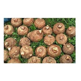 5 Live Colocasia Esculenta Elephant Ear Taro Gabi Kalo Eddo Bulbs Ready to Grow NHKM34