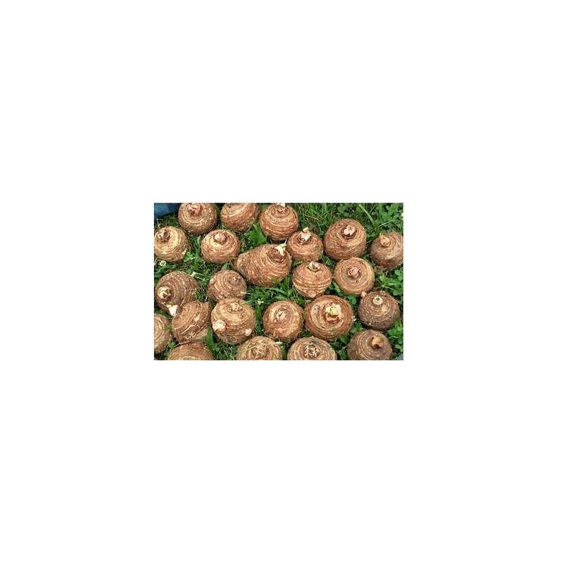 5 Live Colocasia Esculenta Elephant Ear Taro Gabi Kalo Eddo