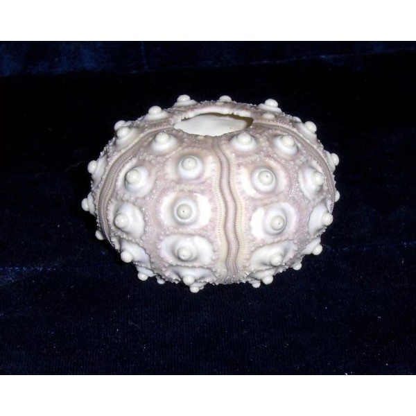 2-1/2" to 3" KNOBBY SPUTNIK SEA URCHIN SEA SHELL FROM