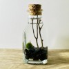 Toss Rocks Marimo Moss Ball Terrarium Kit