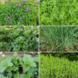 Herbs for Containers Seeds – 6 Varieties Separately Packed – A Collection Created by RHS Experts for Every Gardener – for Your Beautiful Kitchen Garden