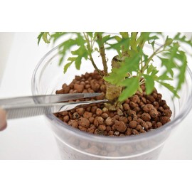 Senkichi GARDEN Stainless Steel Tweezers Total Length 4.9 inches (125 mm), Straight with Knurled