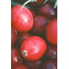 Exctic Cranberry ec090 Eco Pack 15 Capsules (300 mg) x