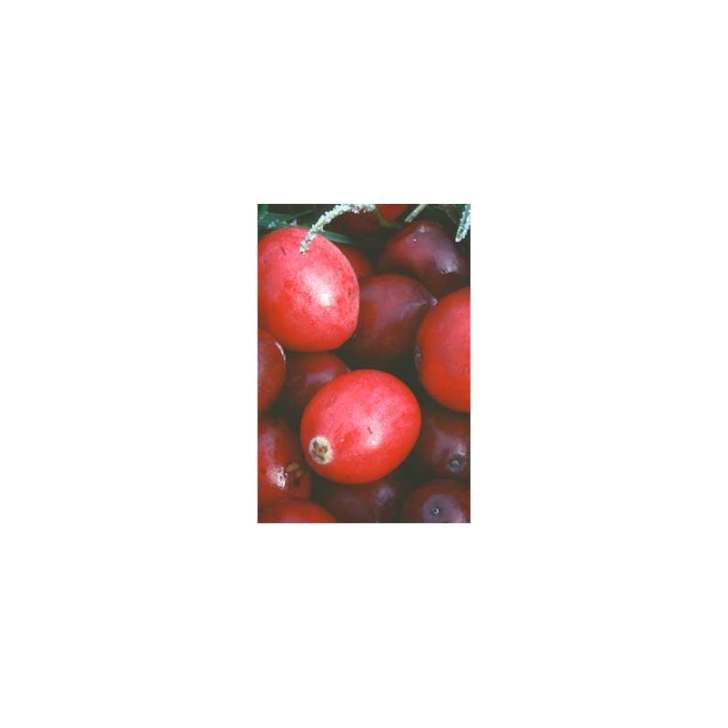 Exctic Cranberry ec090 Eco Pack 15 Capsules (300 mg) x