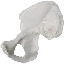 Hip Bone Model - Right - Anatomically Accurate Human Coxal Bone Replica - hBARSCI