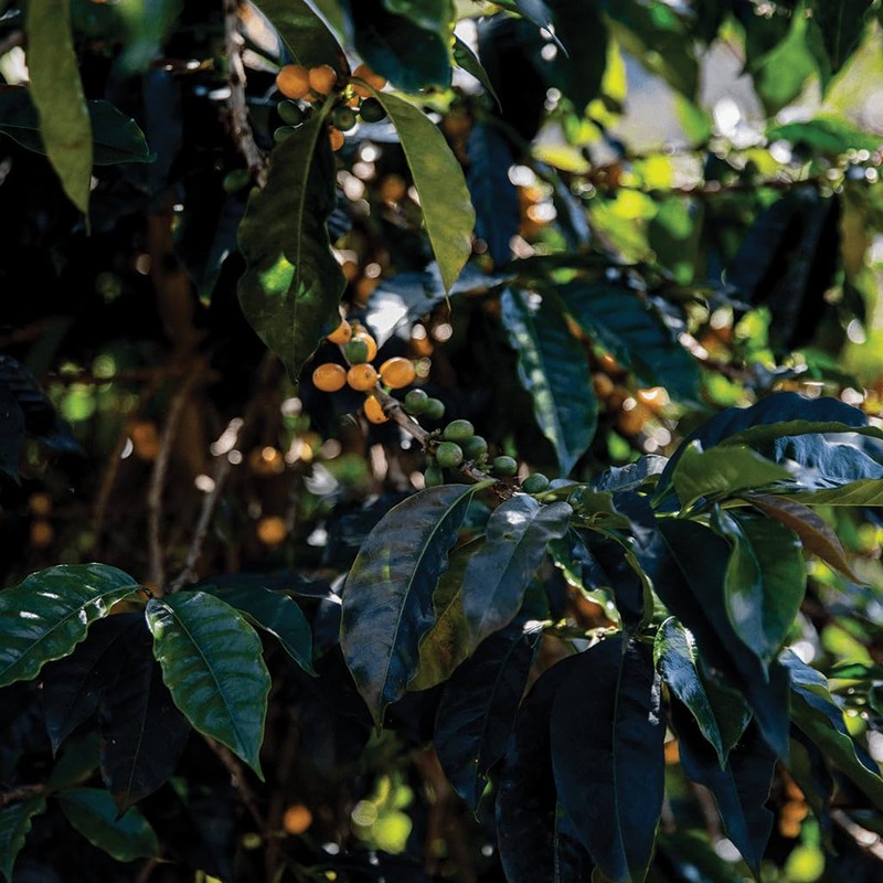 49th Parallel Coffee Roasters – Middle School Espresso Whole Beans