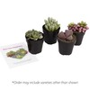 Altman Plants, Mimicry Succulents Plants Live Mini Succulents (4 Pack),