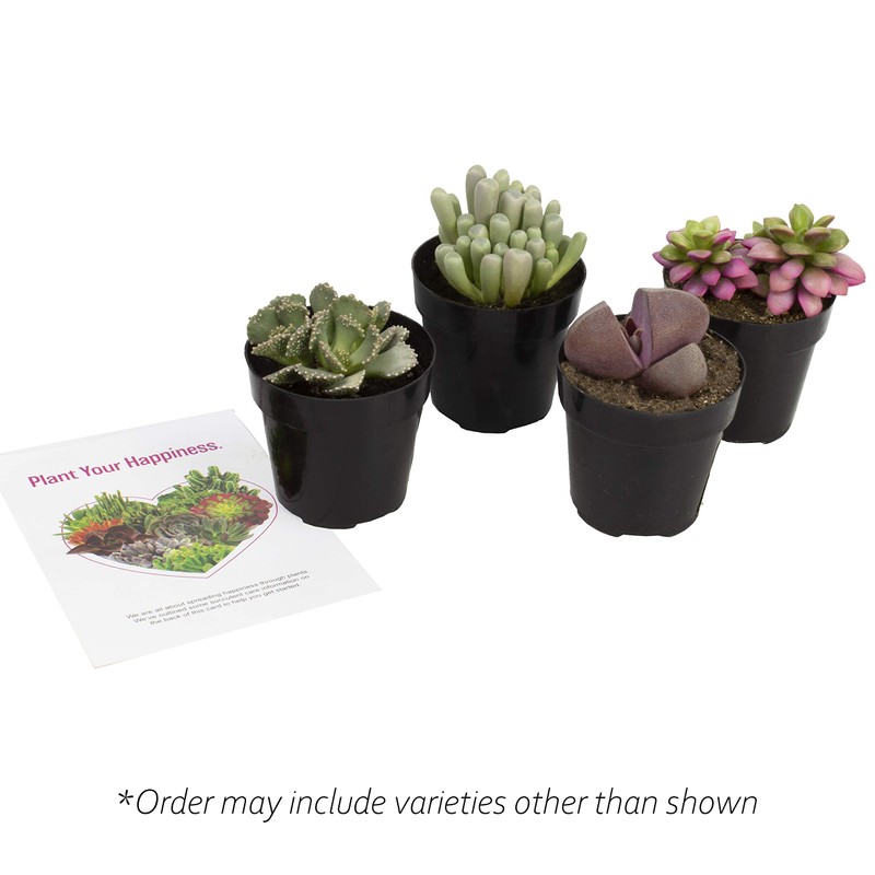 Altman Plants, Mimicry Succulents Plants Live Mini Succulents (4 Pack),