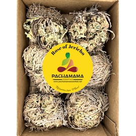 Rose of Jericho - Resurrection Plant/Flower - Selaginella Lepidophylla - Dried Roses (6)