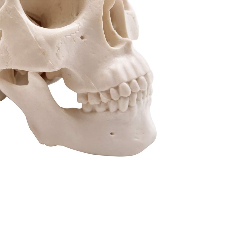 Mini Skull Model - Small Size Human Medical Anatomical Adult