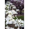 Flowering Dogwood Premium Fragrance Oil, 16 Oz. Bottle