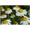 PREMIER SEEDS DIRECT - HERB - German Chamomile (MATRICARIA RECUITA)