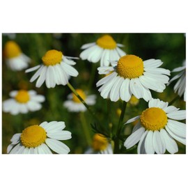 PREMIER SEEDS DIRECT - HERB - German Chamomile (MATRICARIA RECUITA) – 1.5GR ~ 18000 Seeds (Organic)