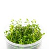 SubstrateSource Rotala Mexicana Tissue Culture Aquatic Live Aquarium Plant -