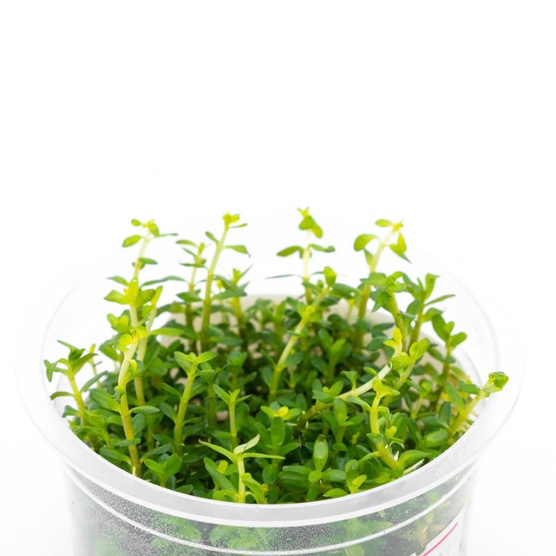 SubstrateSource Rotala Mexicana Tissue Culture Aquatic Live Aquarium Plant -