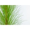 LONGLEAF Pine - Size: 3 Gallon, Live Plant, Includes Special