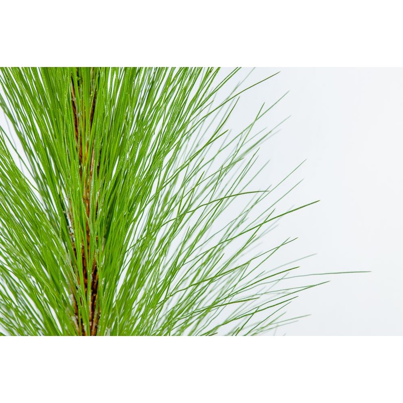 LONGLEAF Pine - Size: 3 Gallon, Live Plant, Includes Special