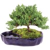 Brussel's Bonsai Brussel's Green Mound Juniper Bonsai in Zen Reflections