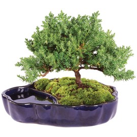 Brussel's Bonsai Brussel's Green Mound Juniper Bonsai in Zen Reflections Pot, SMALL