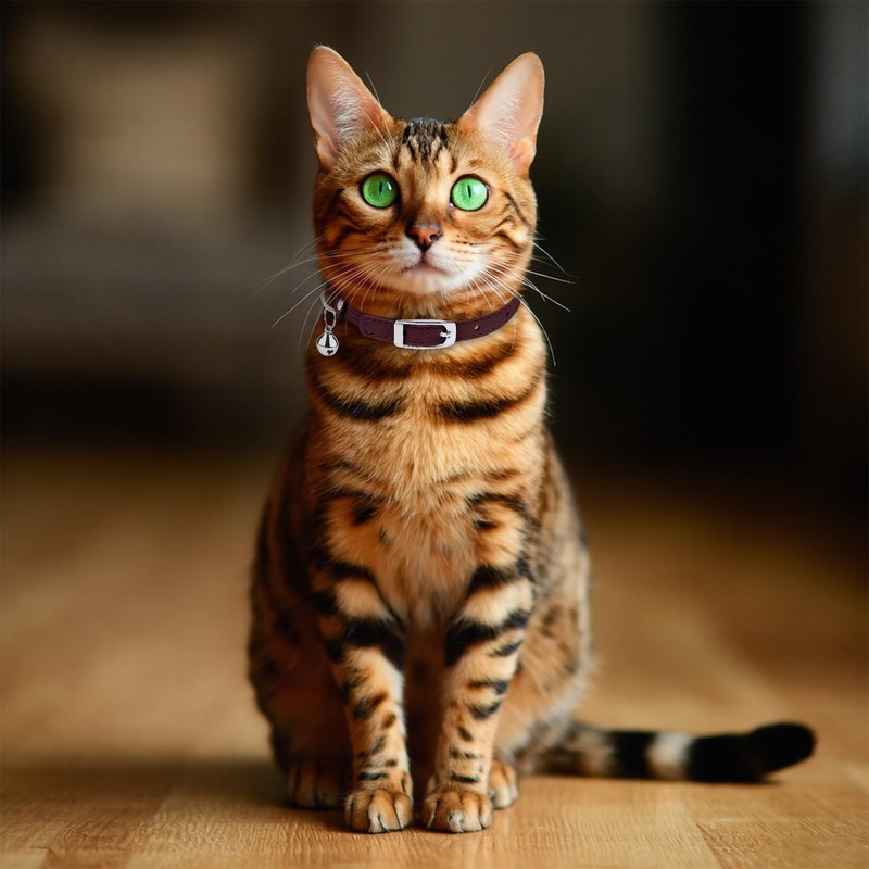 OOPSDOGGY Rolled Leather Cat Collar with Bell, Reflective Kitten Collars