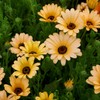 Outsidepride African Daisy Salmon - 1000 Seeds