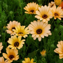 Outsidepride African Daisy Salmon - 1000 Seeds