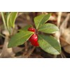 Pure Herbs: Wintergreen Oil - 4 oz.