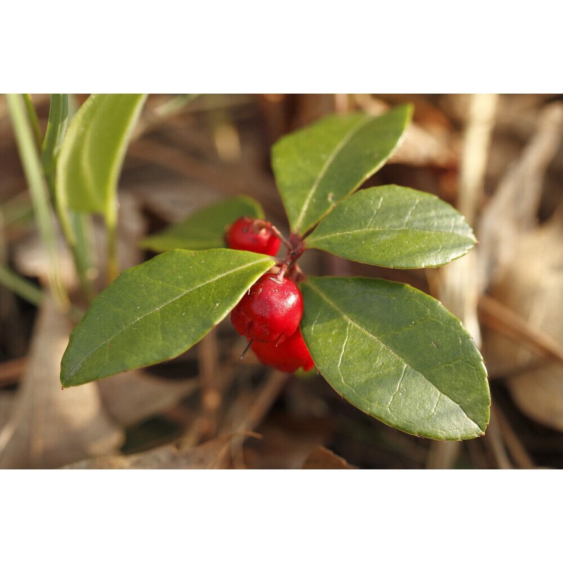 Pure Herbs: Wintergreen Oil - 4 oz.