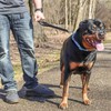 City Traffic Lead Strong Short Dog Control Handled Leash 2