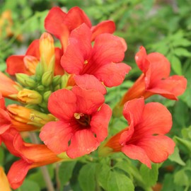 20+ Hummingbird Trumpet Vine Plant Seeds
