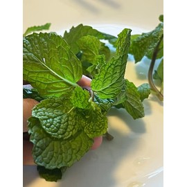 Set 2 Herbs Vietnamese Mint 2 Types Packs Hat Giong Rau Thom Hung Lui va Hat Giong Kinh gioi Diaspora Asian Seeds