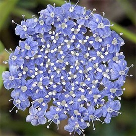 Blue Lace Flower Seeds - 100 Seeds - Didiscus Caeruleus - Similar Annual to Queen Anne's Lace - Ammi Majus