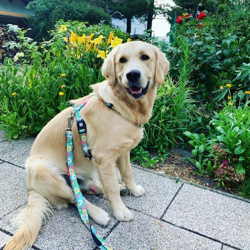 Max & Molly H-Harness Donuts, XS