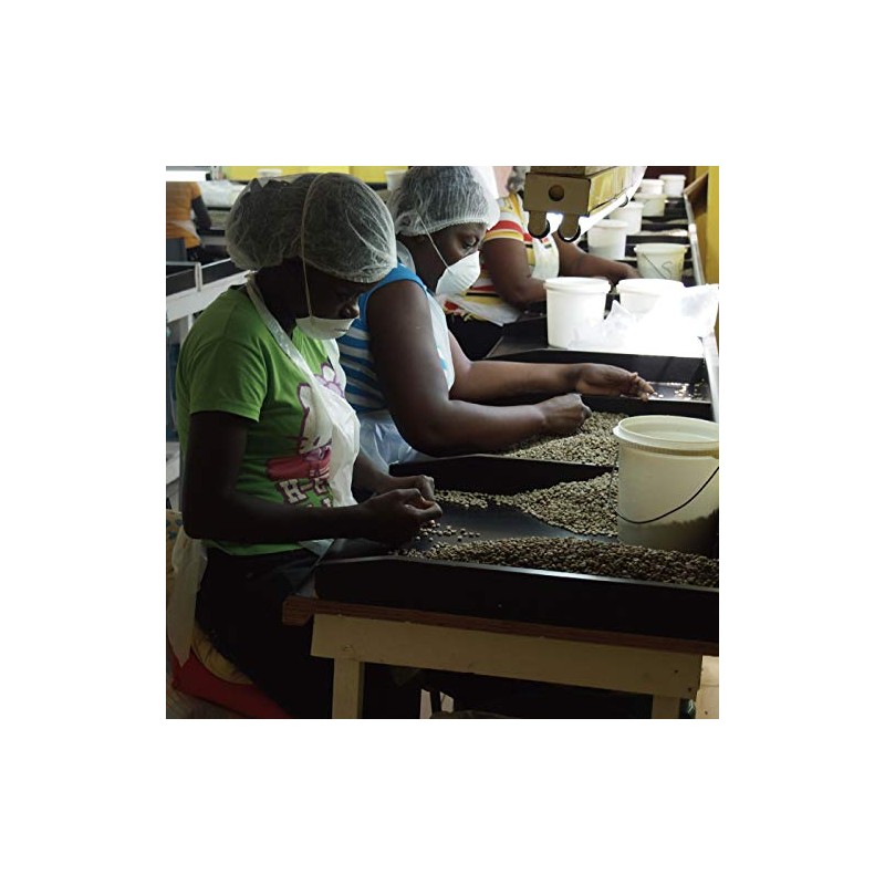 Matsuya Coffee Raw Beans Jamaica Blue Mountain No.1 (7.1 oz