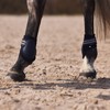 HORZE Adepto Fetlock Boots - Dark Navy - Horse