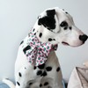 Lionet Paws Summer Dog Collar with Sailor Bow, Soft Comfortable